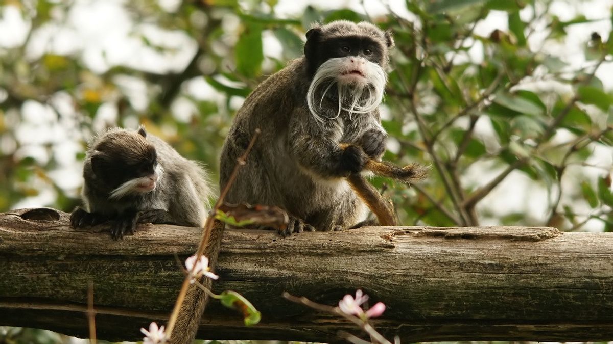 Sempat Hilang dari Kebun Binatang, Dua Monyet Tamarin Kaisar Ditemukan di Rumah Kosong