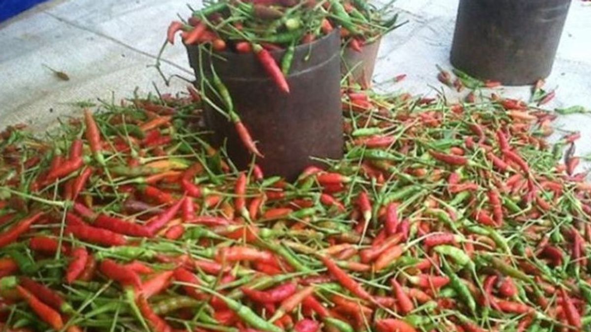 万贾尔马辛的辣椒价格飙升，一公斤达到Rp150.000