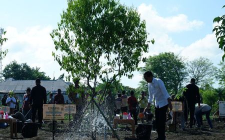 Jokowi Ajak Masyarakat Lestarikan Pohon Endemik NTT Cendana