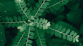 كيفية معالجة أوراق Meniran بشكل صحيح حتى تبقى فوائدها مثالية