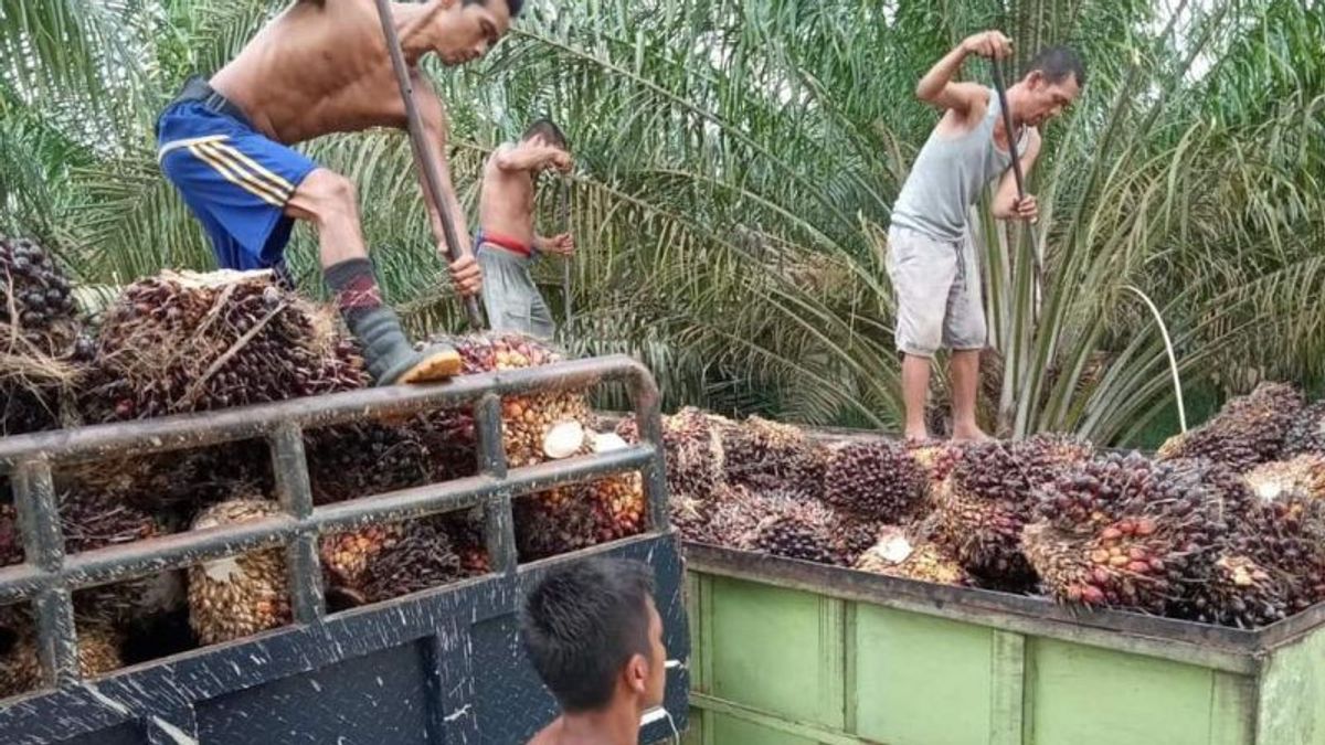 CPO Export Ban, DPR Asks Government To Buy Palm Oil From Local Farmers