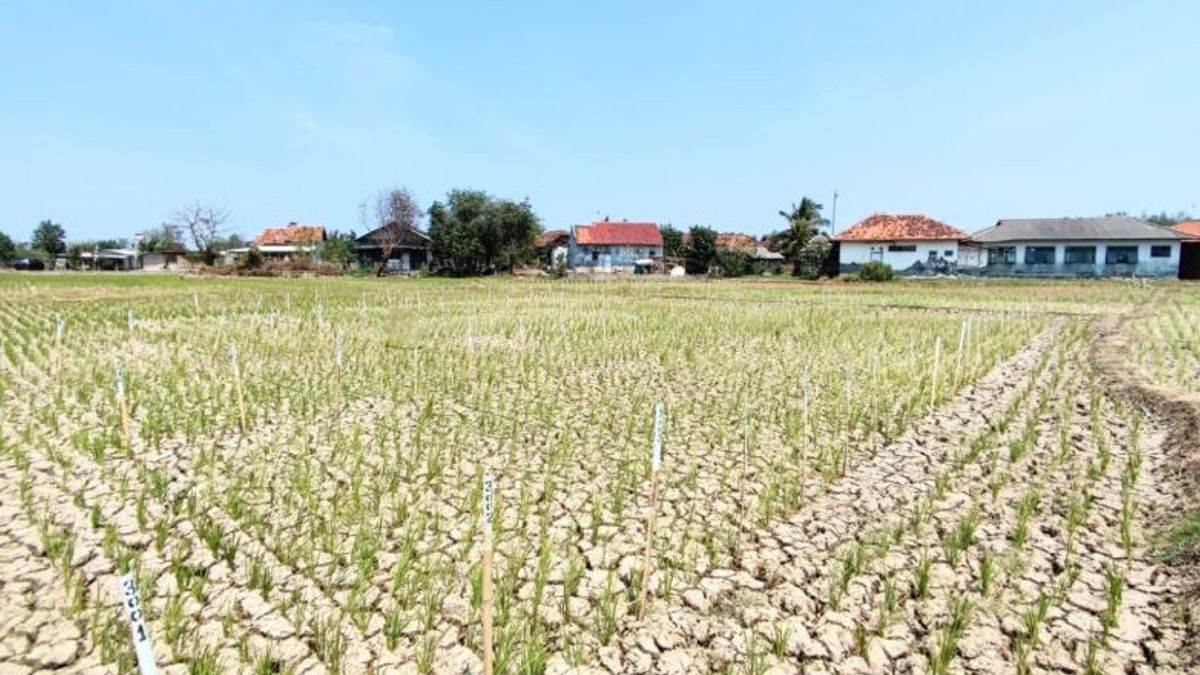 BRIN Develops Rice Varieties To Hold Extreme Climate