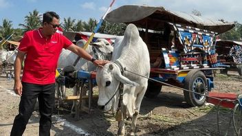 Meriah, Festival Of Carts Of Cows Entertains Sleman Residents