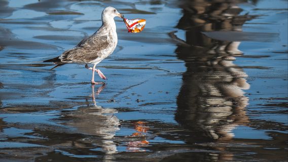 Laut Dunia Tercemari 14 Juta Ton Mikroplastik