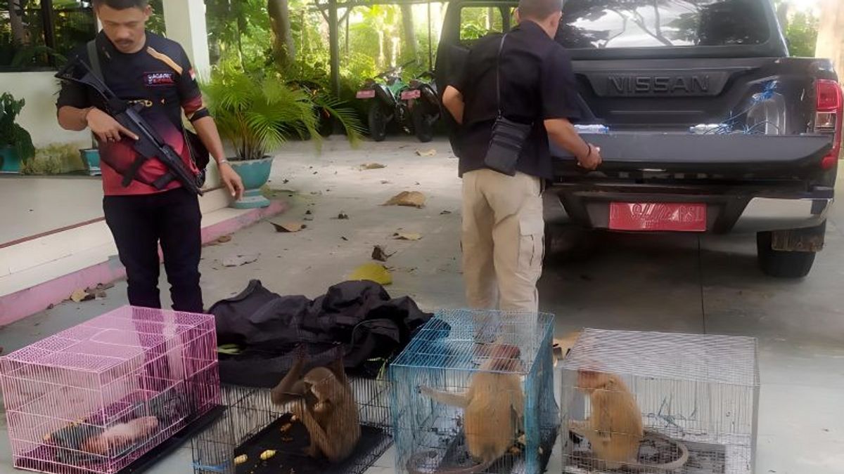 The Smuggling Mode Of Typing Wild Animals On The Terkuak Passenger Bus, 3 Bekantans And 2 Owamankan In Gorontalo
