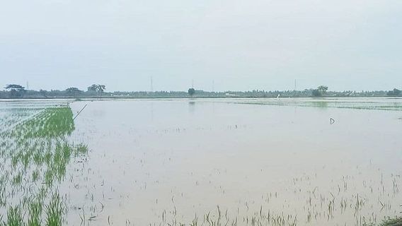 Already Capai Rp32.1 Billion, North Aceh Agricultural Sector Losses Due To Floods Can Still Increase