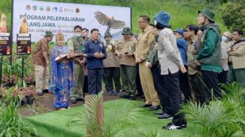 A Pair Of Javanese Eagles Released At The Foot Of Mount Gede