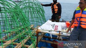 Tenggelamkan 1.920 Terumbu Karang Buatan di Laut Bangka, PT Timah Gandeng UBB untuk Program Reklamasi