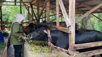 农业部Mukomuko突然死亡的20头牛:Jembrana病的结果
