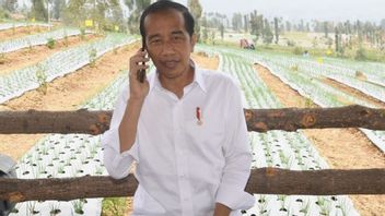 Food Estate Upaya Meningkatkan Kesejahteraan Petani Temanggung, Jokowi Beri Dukungan