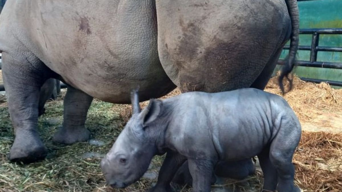 Anak Badak Putih di Taman Safari Punya Nama Unik "Ramadani Jumat Agung"