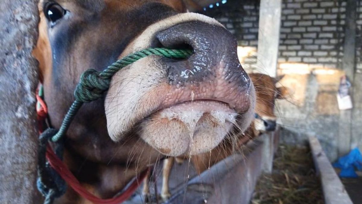 現在、バリ島では526頭の牛がFMDに感染しており、ブレレンでは最多
