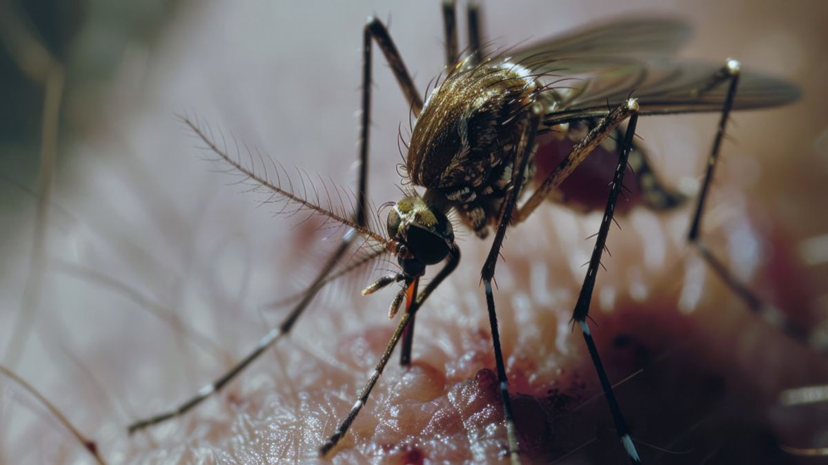 Antilles de moustiques et leurs dangers pour la santé humaine