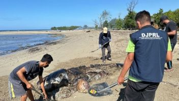 Lumba lumba Mati di TNP Laut Sawu, KKP Kubur di Kantor BKKPN Kupang untuk Memudahkan Jika Diteliti