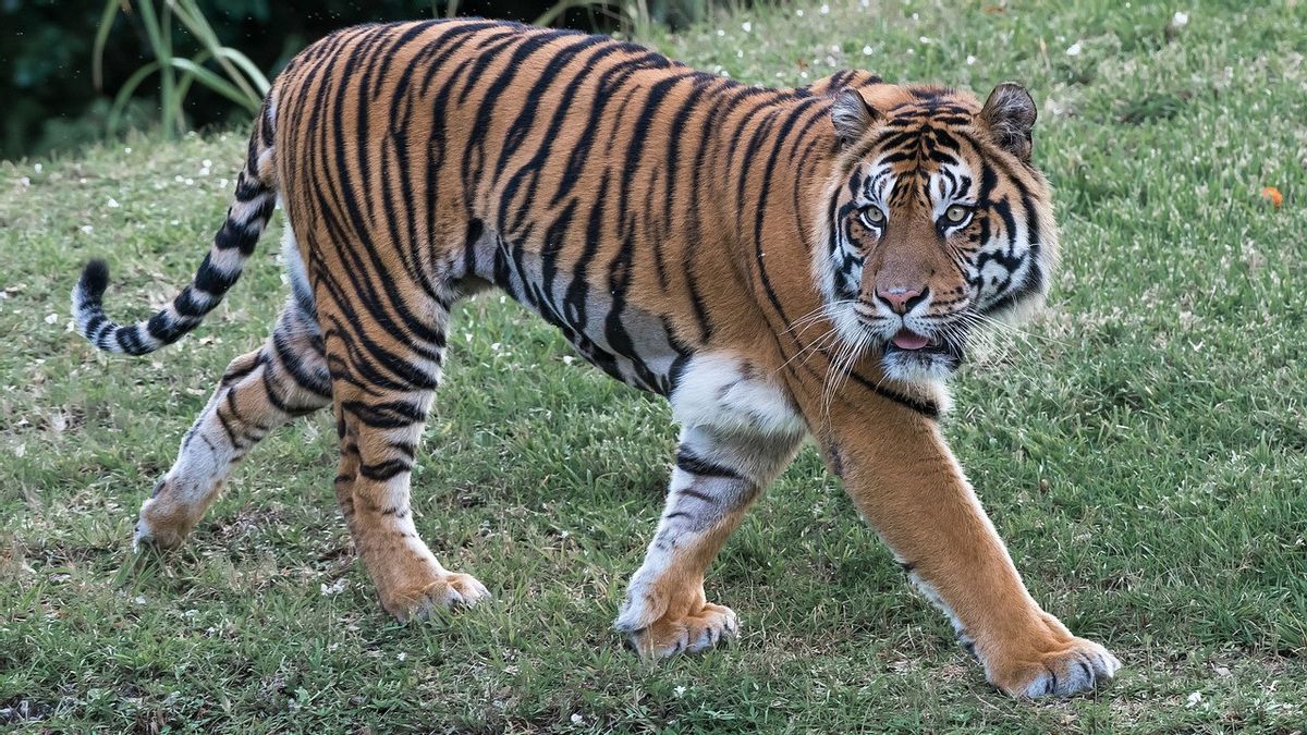 Attaqué Par Tiger, Un Résident De Pelalawan Blessé à La Jambe Et Soigné Au Centre De Santé Kampar