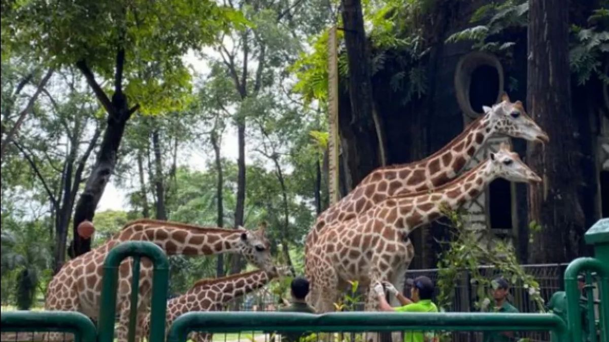 Ragunan Bakal Direvitalisasi, DPRD Ingatkan Harga Tiket Jangan Mahal 