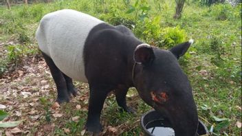 Residents Of Kuansing Riau Find Tapir With Injured Eyes Due To Sharp Objects