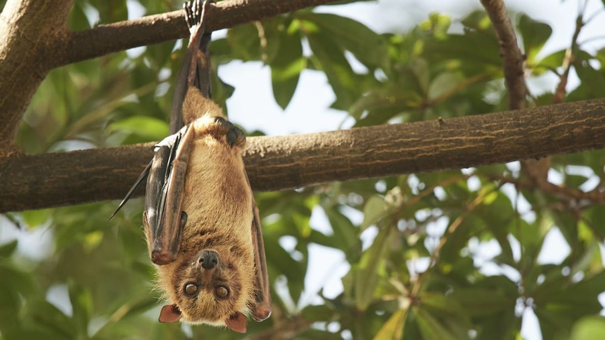 Scientists Discover Unique Bats That Can Protect Themselves Like Bees