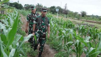 Optimize Food Security, Iskandar Muda Kodam Working On 3,000 Hectares Of Corn Land In Aceh