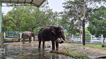 Viral Elephant In Wonogiri Chained, Disporapar: Again Birahi His Behavior Is Aggressive