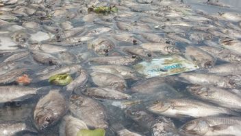 サムット石炭ビーチで何千もの死んだ魚が立ち往生