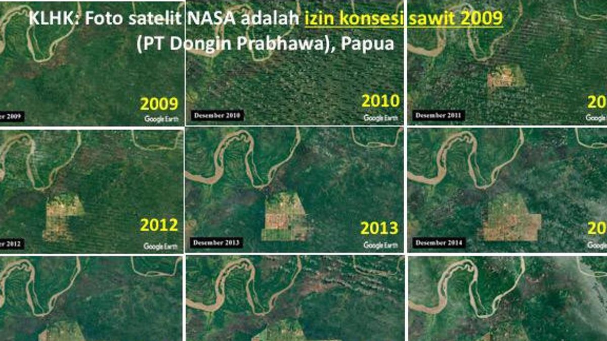 Satelit Nasa Tangkap Deforestasi Hutan di Papua, MS Kaban Terlibat