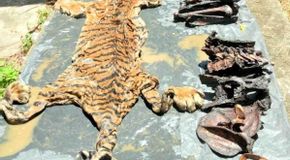 Penjual Kulit Harimau dan Tulang Belulang Tertangkap saat COD, Polda Aceh Menyamar Jadi Pembeli