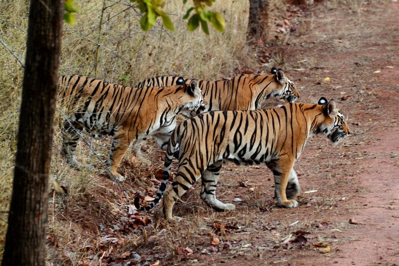 インドは過去5年間で550頭のトラを失いました:狩猟のために144頭、290頭はまだ調査中です