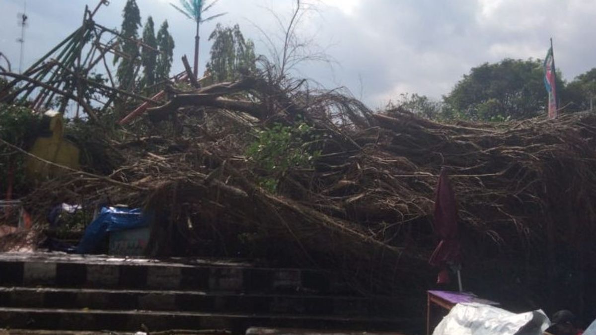 Banyan Tree At Denggung Field, Sleman, Falls Over Wahana Kora-kora