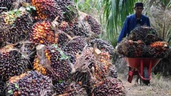 Awesome! Rising FFB Prices Make Oil Palm Farmers Pocket Up To IDR 12 Million Per Month