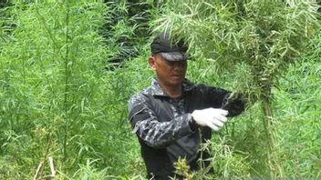 BNNP Aceh Police Supplies de la Cucination empêche l’utilisation de marijuana dans les aliments