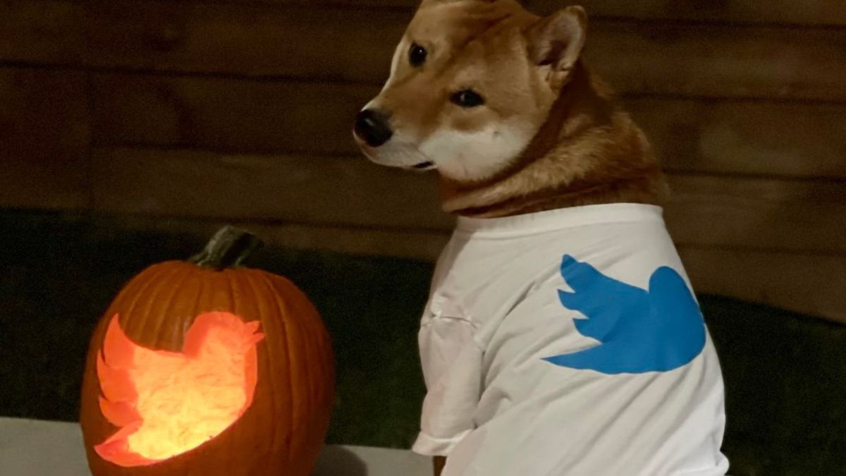 Elon Musk Will Do This to Fight Bot Accounts, Scam, and Spam on Twitter, Any DOGE Payouts?