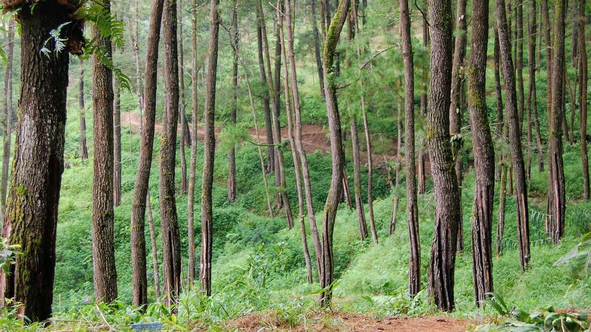Wamen LHK: Tahun 2023 Penetapan Kawasan Hutan Harus Selesai 100%