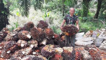 Observers: CPO And Mandatory Export Restrictions B35 Program Encourages The Awakening Of The Palm Industry