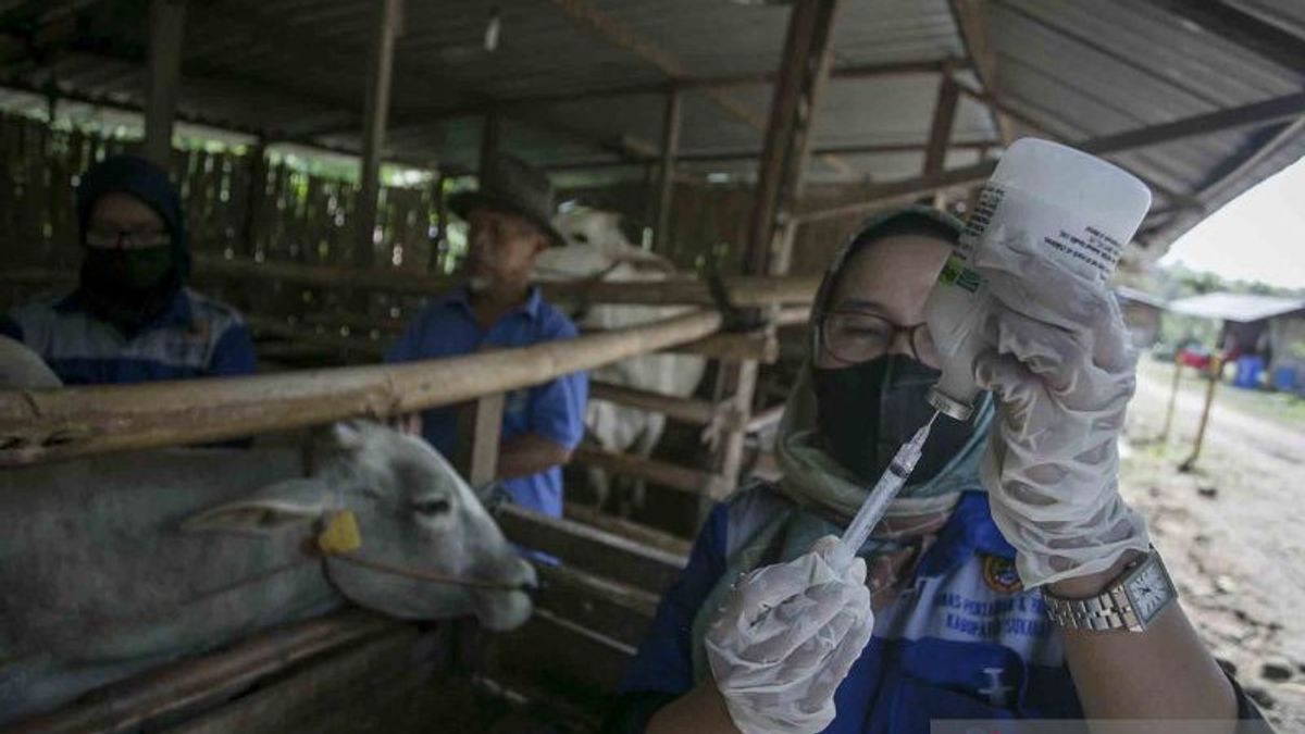 Central Java Provincial Government Receives 75,500 Doses Of Mouth And Nail Disease Vaccine Again