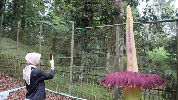 ブリンは、訪問者がシボダス植物園でジャイアントバンカイフラワーに近づくことを許可します