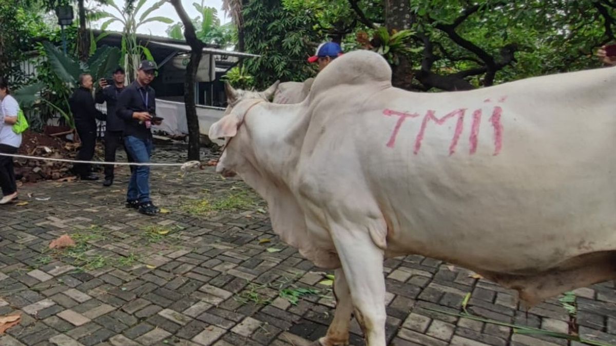 Avant Iduladha, TMII a distribué deux écor de vache à la mosquée Sunan Kalijaga, Bambu Apus