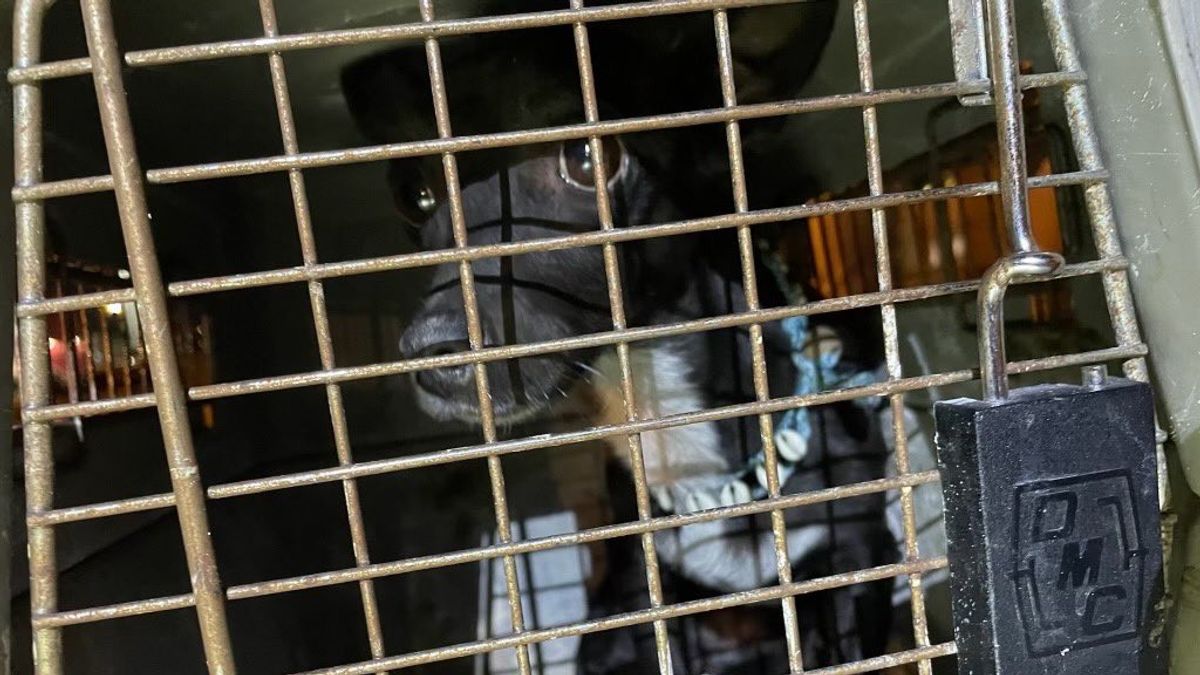 美国机场失踪三周后,这只多米尼克旅游犬被发现