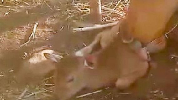 Banteng Jawa Langka Melahirkan Bayi Jantan di Taman Nasional Baluran