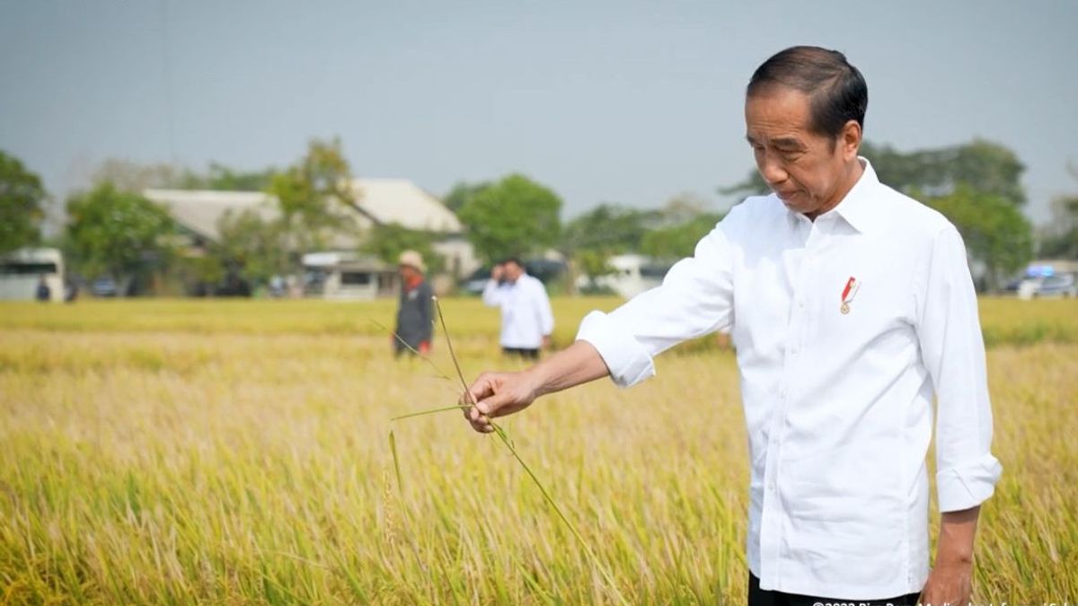 Cadangan Beras Masih Kurang, Jokowi Minta Tambah Stok 1,5 Juta Ton Sampai Akhir Tahun