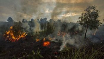    BMKG Deteksi 213 Titik Panas di Riau