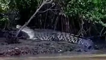 Residents Asked To Be Careful, There Are 50 Crocodiles In Dawan Jambi Bay