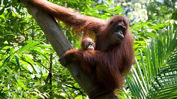 Like Humans, Bornean Orangutans Also Have Their Own Language To Communicate