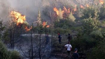 BMKG Catat Status 22 Kabupaten Kota di NTT Sangat Mudah Terbakar