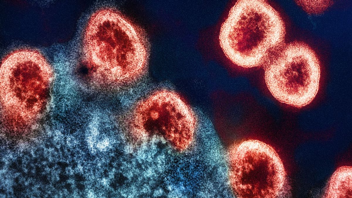 Anticipating the Threat of Hantavirus, Commission IX of the DPR Requests that the Entrance to Indonesia Be Tightened