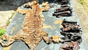 Eks Bupati Bener Meriah Tersangka Perdagangan Kulit Harimau Ditahan