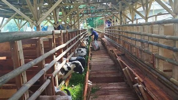 Although Worried About PMK, Sukabumi Farmers Are Optimistic That The Demand For Sacrificial Animals In 2022 Will Not Drop