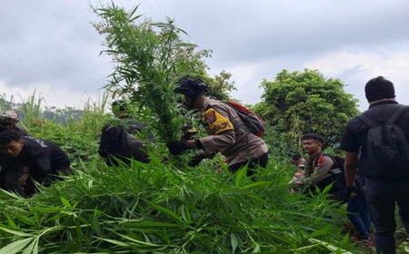 Ladang Ganja di Lereng Gunung Semeru, 4.388 Pohon Dimusnahkan Polisi