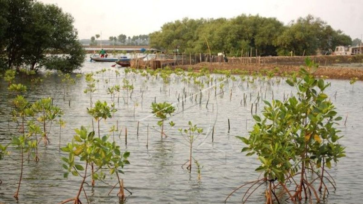 Kawasan Mangrove di OKI dan Banyuasin Rusak; Forum DAS Sumsel Ingatkan Masyarakat untuk Menjaga Lingkungan