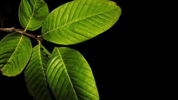 Les feuilles de Kratom, diverses plantes herbes qui peuvent être embrassées